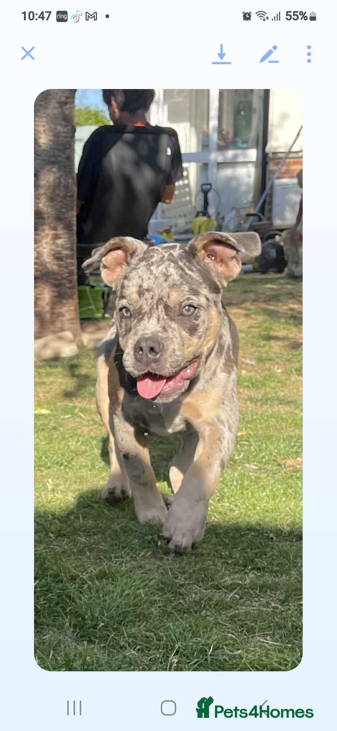 Olde English Bulldogge dogs for sale: English bulldog puppy  - Image 1