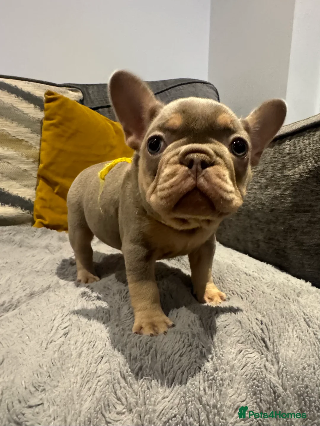 French Bulldog dogs for sale: High quality French bulldogs puppies  - Advert 8