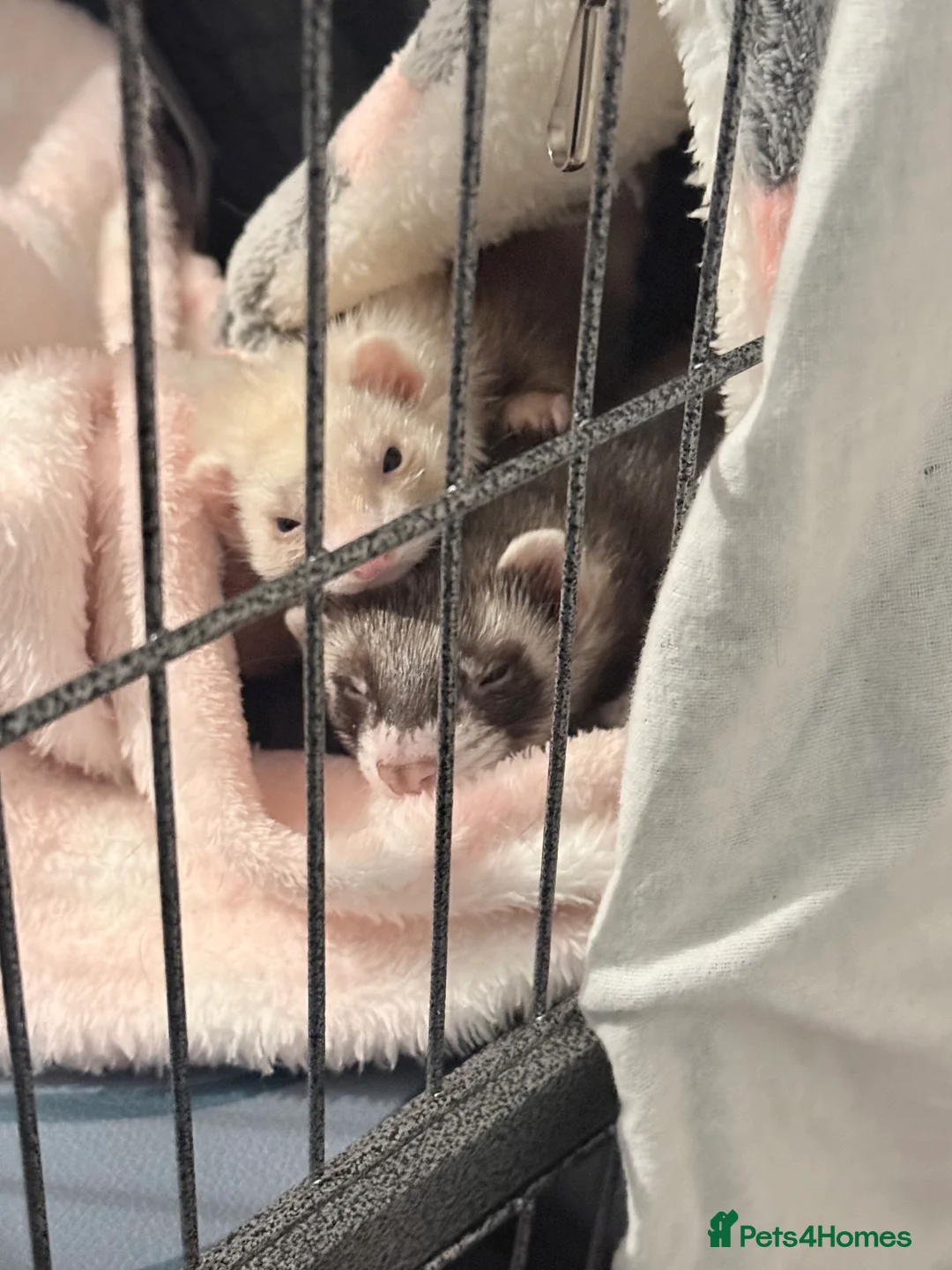 Ferret rodents for sale: 2 Female Ferrets in Stafford - Advert 1