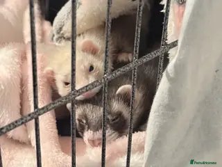 Ferret rodents 2 Female Ferrets in Stafford - Advert 1