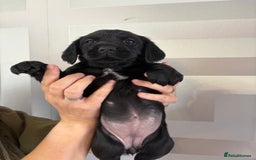 Cockerdor dogs for sale: Cockador puppies  - Image 20