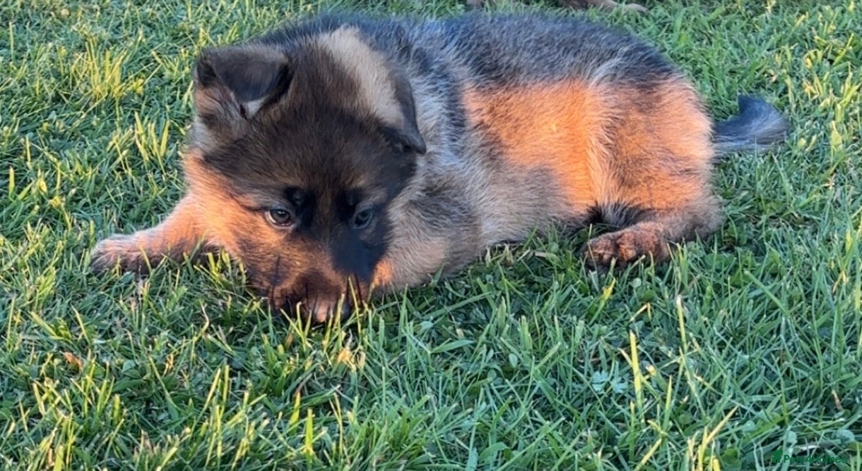 German Shepherd dogs  KC German shepherd pups  - Advert 8