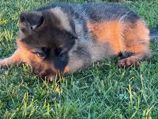 German Shepherd dogs KC German shepherd pups - Advert 3