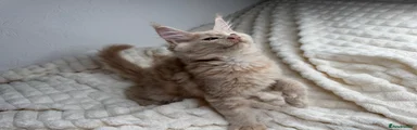 Maine Coon 4