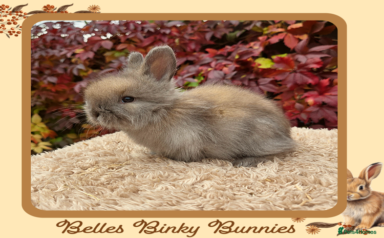 Angora rabbits - Advert 2
