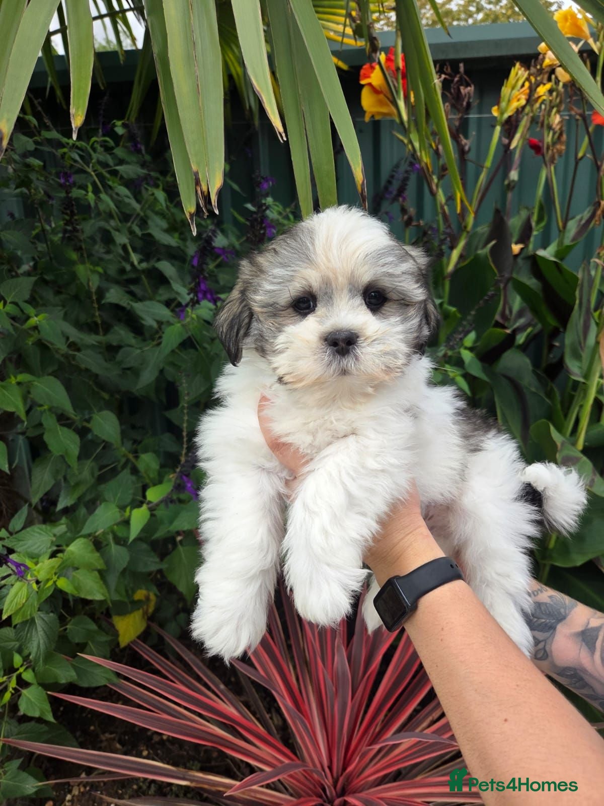 Lhasa Apso dogs Stunning Lhasa Apso Puppies  - Advert 3