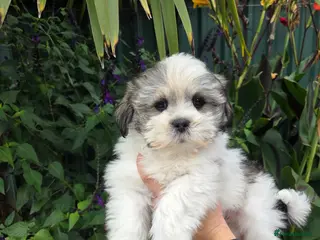 Lhasa Apso dogs Stunning Lhasa Apso Puppies - Advert 3