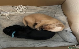 Labrador Retriever dogs for sale: Labrador Retrievers - Kennel Club Registered - Image 3