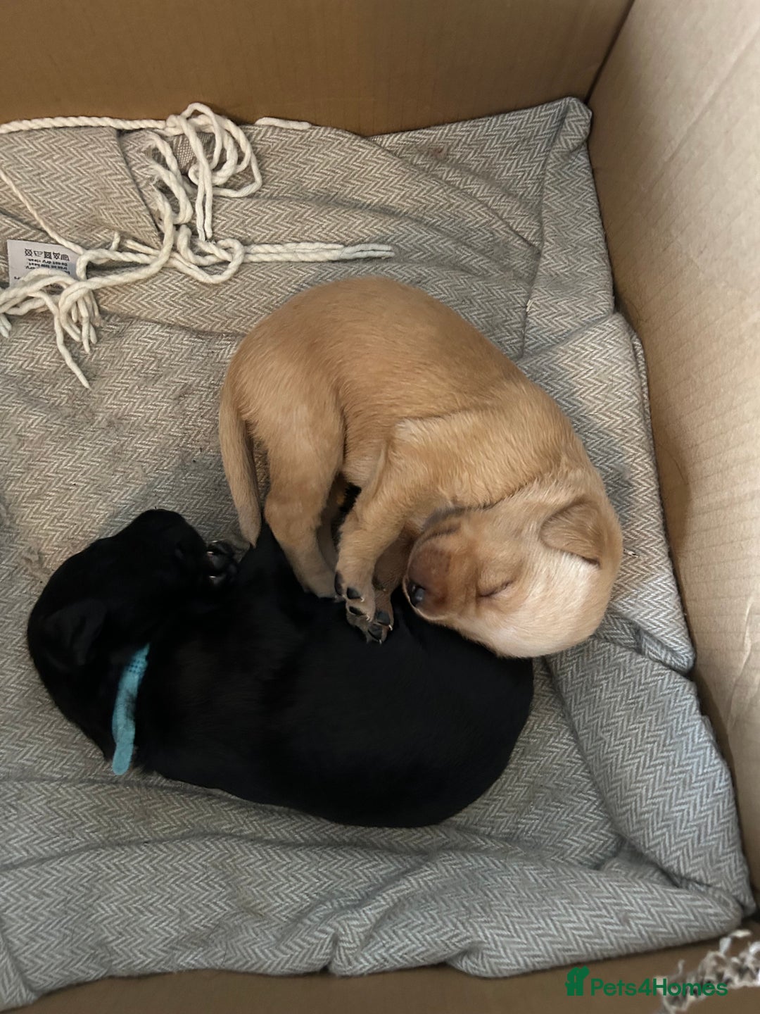 Labrador Retriever dogs for sale: Labrador Retrievers - Kennel Club Registered - Image 3