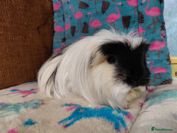 Guinea Pig rodents Baby DE Crested Golden Sow RTR - Advert 7