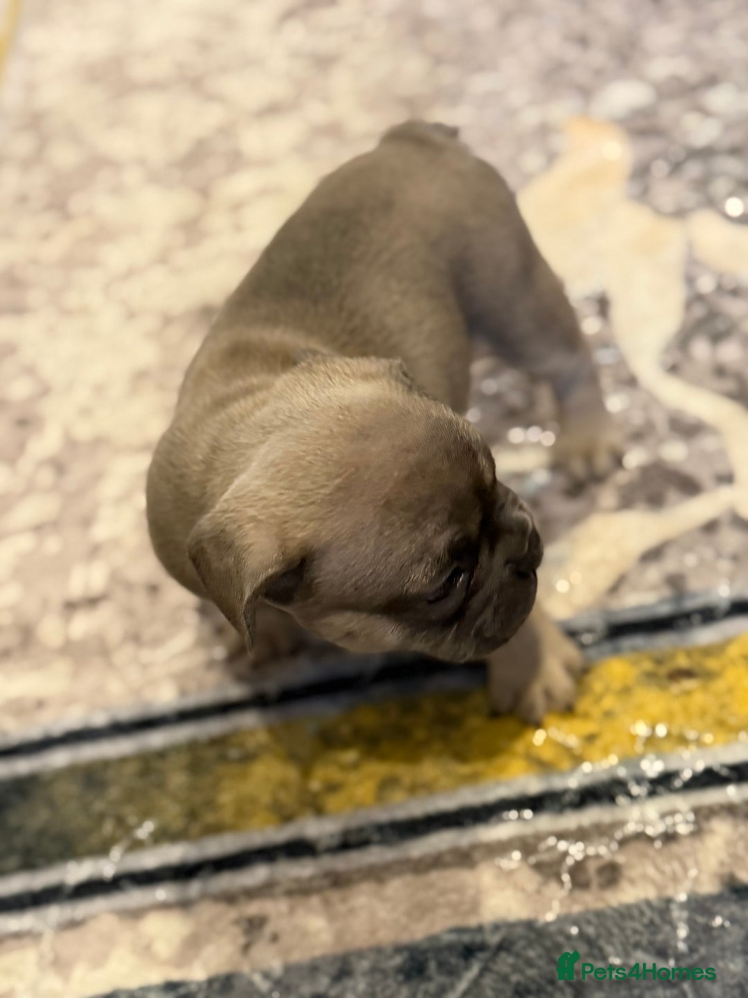 French Bulldog dogs for sale: 4 Little puppy original french bulldog 3 girls1 bo - Image 13