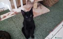 Mixed Breed cats for sale: kittens gorgeous kittens for sale  - Image 10