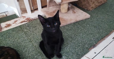 Mixed Breed cats - Advert 14