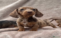 Dachshund dogs for sale: Miniature dachshund x Teckel puppies-Ready now!  - Image 5