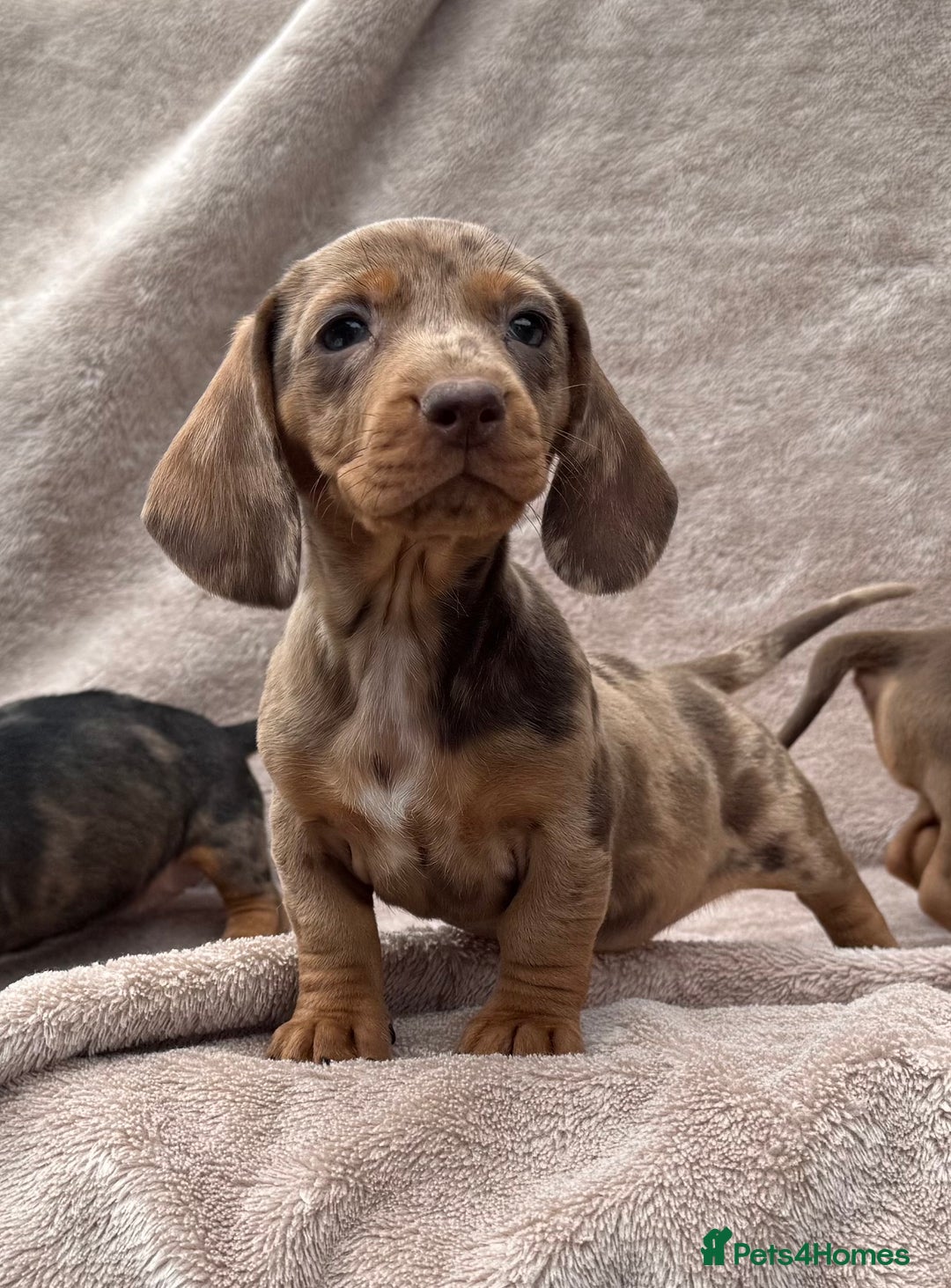 Dachshund dogs for sale: Miniature dachshund x Teckel puppies-Ready now!  - Image 5