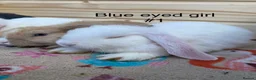 Mini Lop rabbits for sale: 8 minilops 7 girl and 1 boy - Advert 3