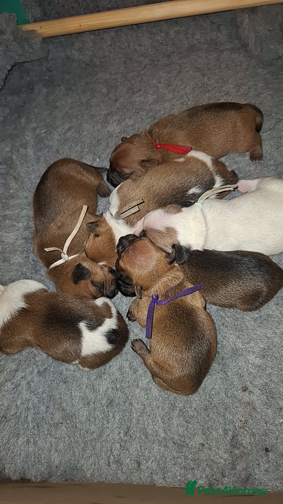 Mixed Breed dogs for sale: 🐾 Gorgeous Mixed-Breed Puppies – 🐾 - Advert 16