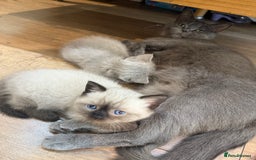 British Shorthair cats for sale: British shorthair kittens - Image 9