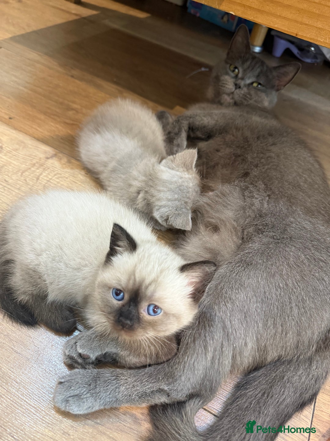 British Shorthair cats for sale: British shorthair kittens - Image 9
