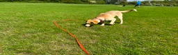 Mixed Breed dogs for sale: Poppy in Leicester - Advert 5