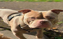 American Bully dogs for stud:  PROVEN💯Pocket/Micro American Bully🦍KUJO - Stud - Image 9