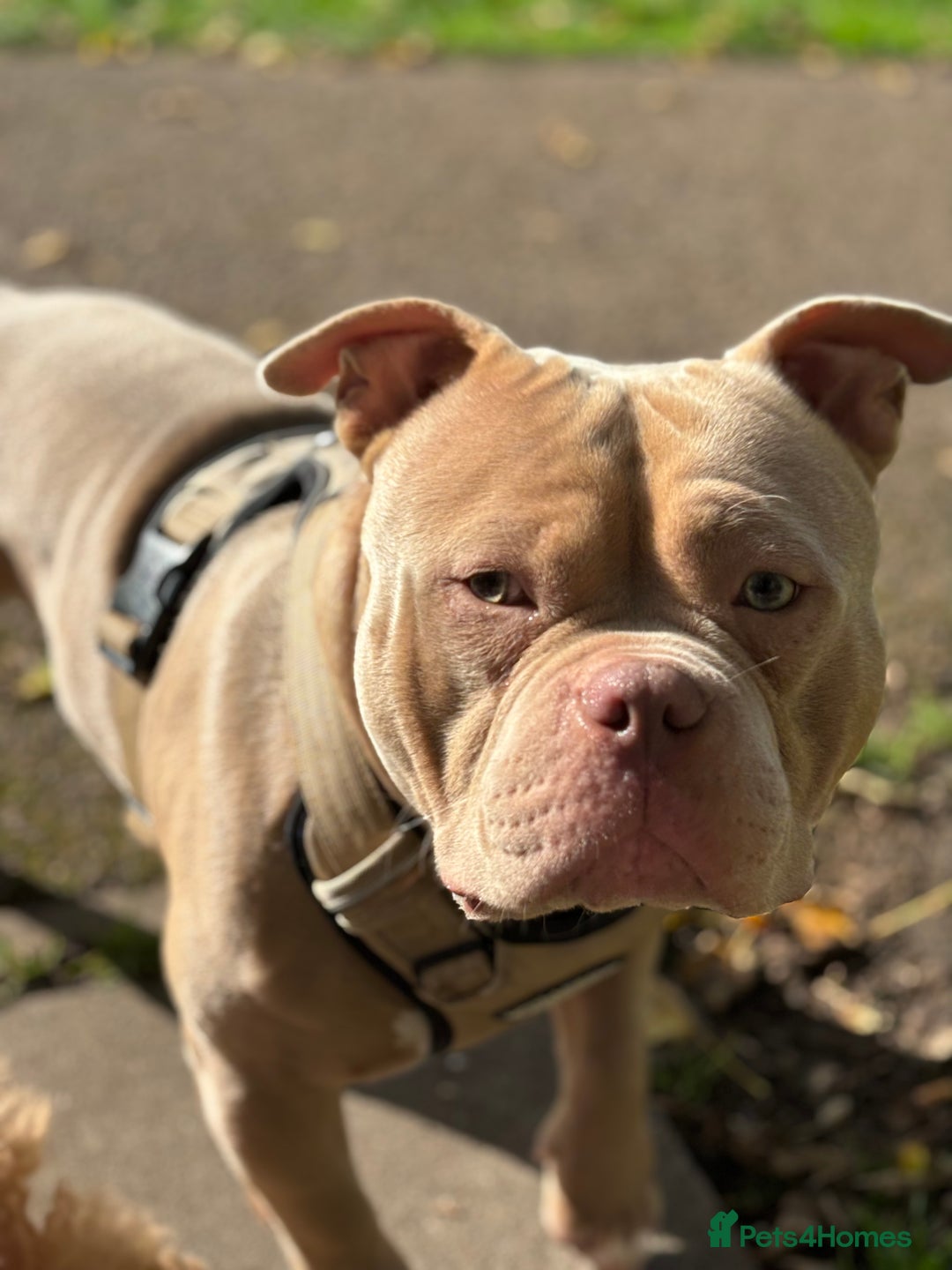 American Bully dogs for stud:  PROVEN💯Pocket/Micro American Bully🦍KUJO - Stud - Image 9