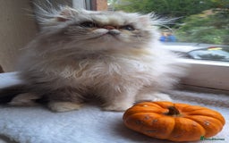 Persian cats for sale: Lovely Persian kitten  - Image 5