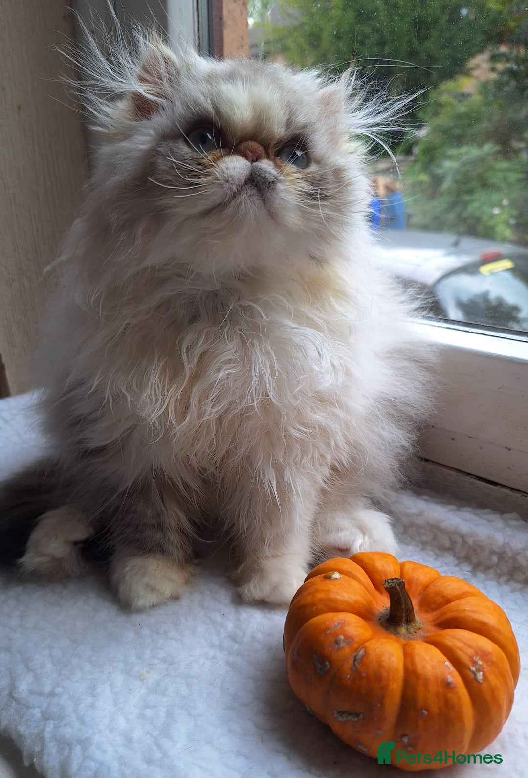 Persian cats for sale: Lovely Persian kitten  - Image 5