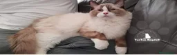 Ragdoll cats for sale: Beautiful Ragdoll Kittens  - Advert 20