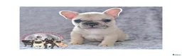 French Bulldog dogs for stud: Champagne Charlie new shade Isabella  in Hastings - Advert 18