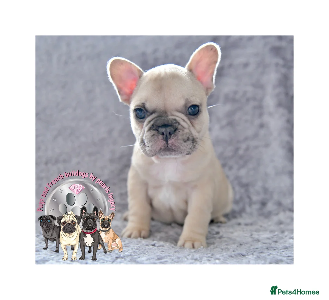 French Bulldog dogs for stud: Champagne Charlie new shade Isabella  in Hastings - Advert 18