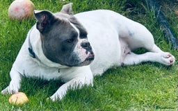 Mixed Breed dogs for sale: 2 year old female bulldog - Image 3
