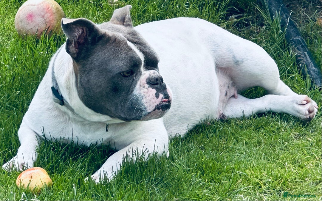 Mixed Breed dogs for sale: 2 year old female bulldog - Image 3