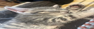 Kitten 1