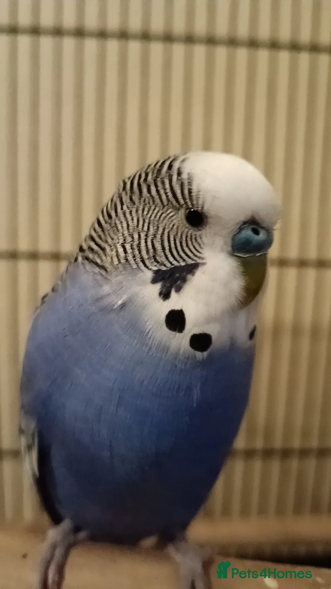 Budgerigars birds for sale: Beautiful Blue Budgie 🐦 - Advert 2