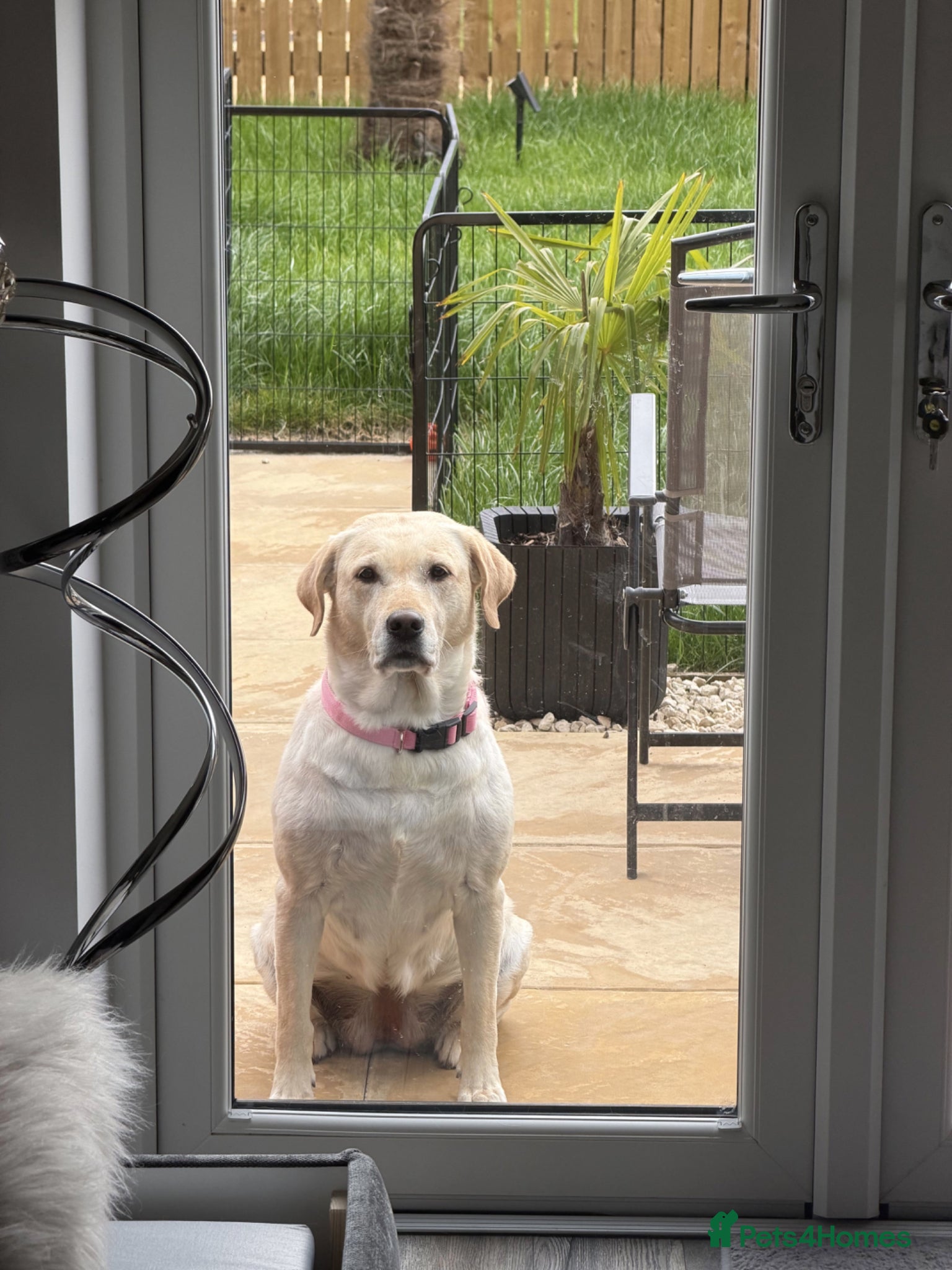 Labrador Retriever dogs for sale: Bella – 5-year-old Labrador looking for a new home in Doncaster - Advert 3