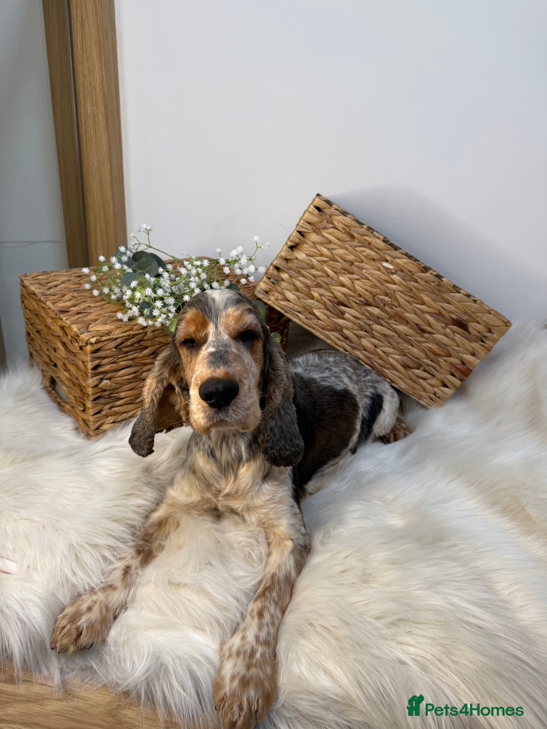 Cocker Spaniel dogs for sale: Quality Health Tested KC Reg Show cocker spaniels  - Advert 6