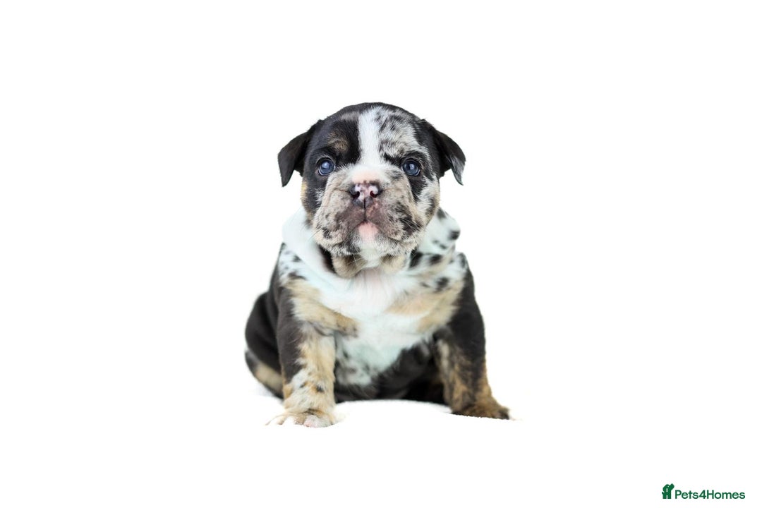 English Bulldog dogs for sale: Unreal English bull dogs  - Advert 16
