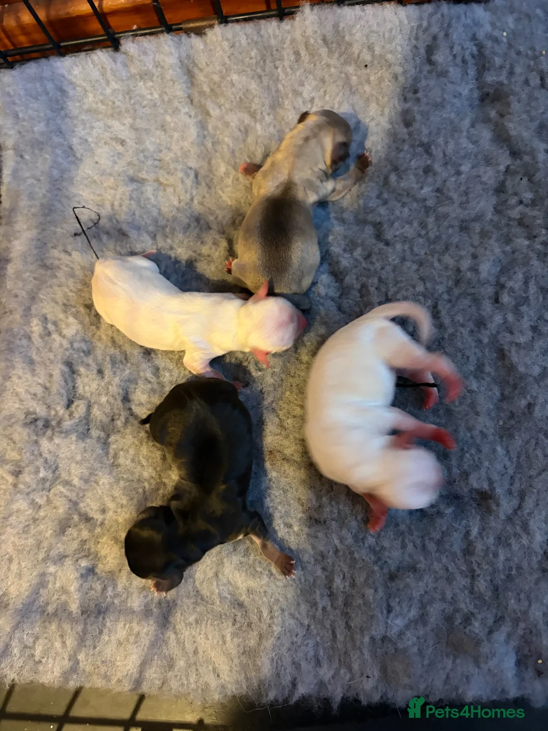 Chihuahua dogs for sale: Beautiful kc chihuahua puppies  - Advert 8