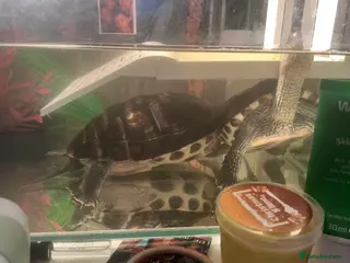 Turtle reptiles 🐢 Loving Home Wanted for Our Turtle 🏡 in London - Advert 2