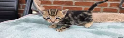 Bengal cats for sale: Beautiful Purebred Bengal Kittens - Advert 5
