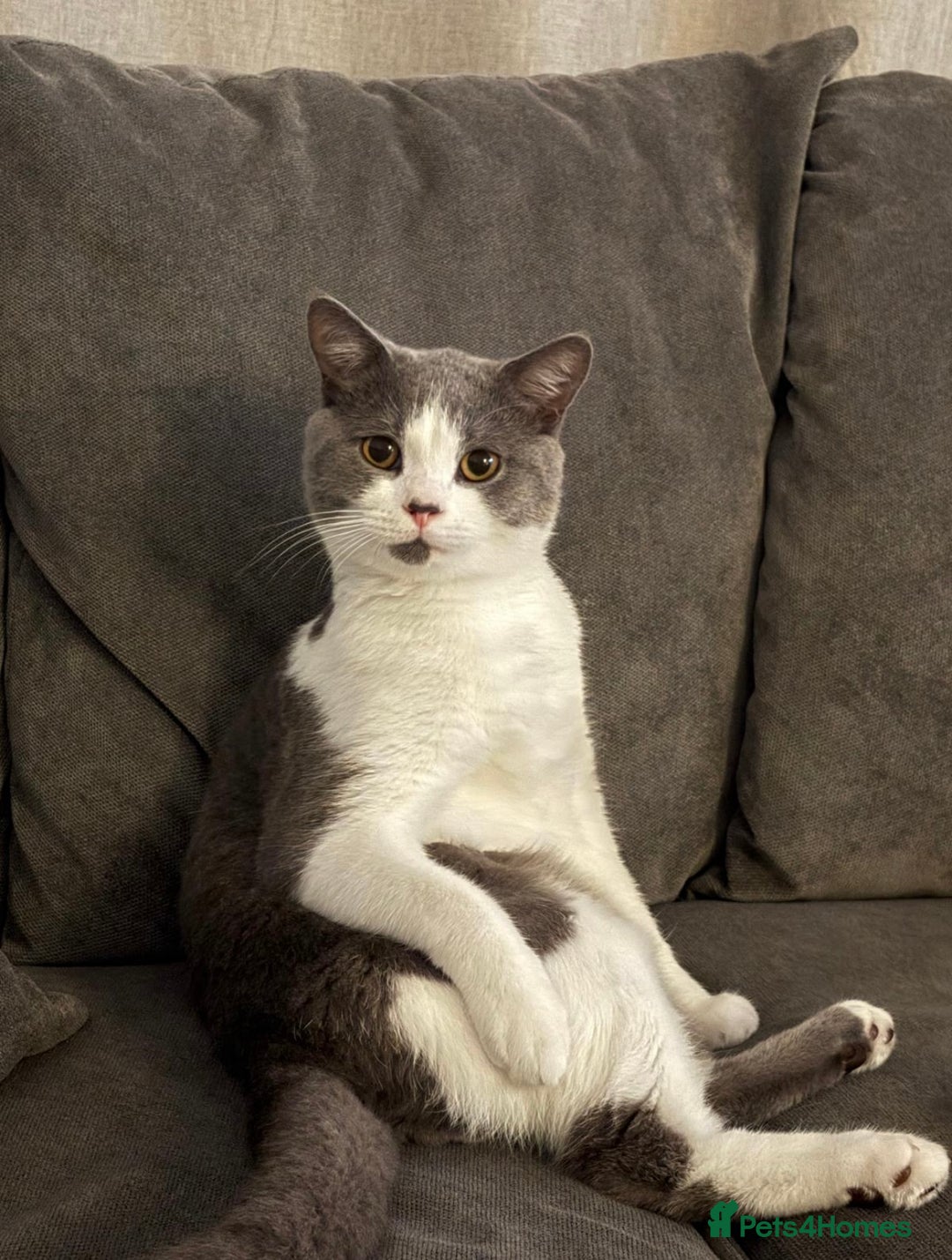 British Shorthair cats for sale: Grey and white British shorthair  - Image 1