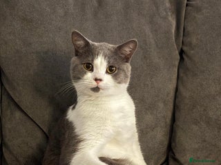 British Shorthair cats - Advert 7