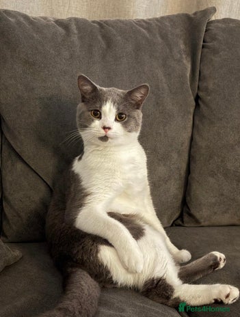 British Shorthair cats - Advert 6