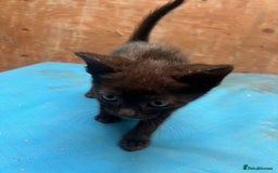 Mixed Breed cats for sale: 7 kittens looking for new home - Image 8