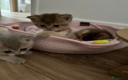 British Shorthair cats for sale: GCCF BSH fluffy kittens - Image 13