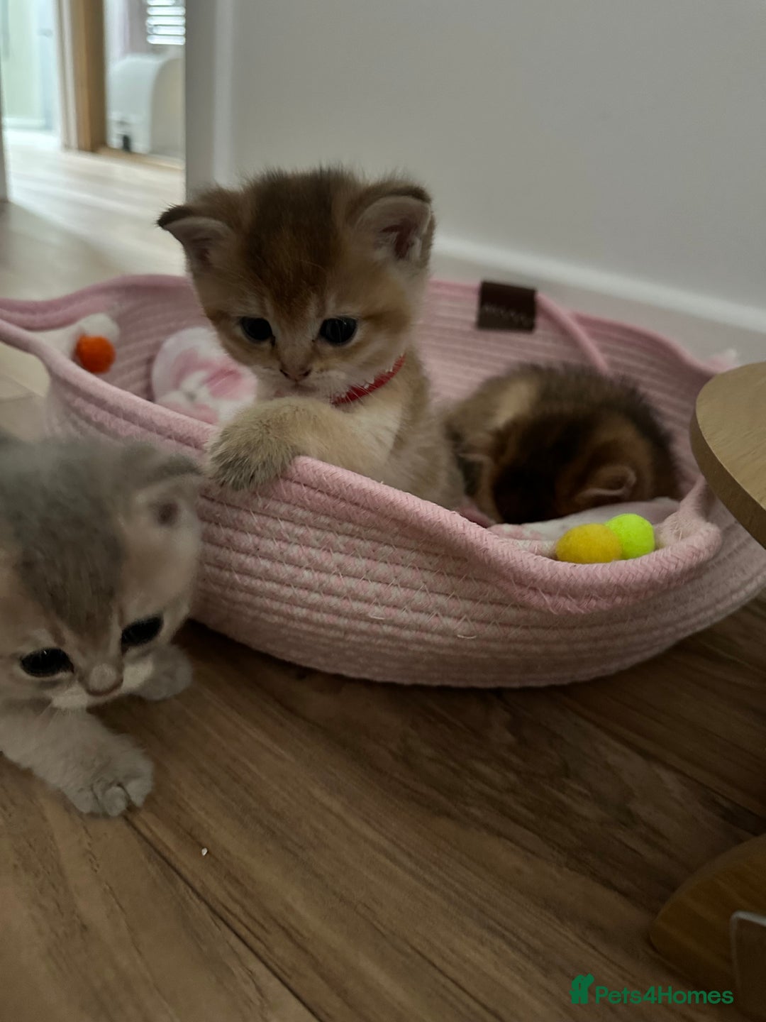 British Shorthair cats for sale: GCCF BSH fluffy kittens - Image 13