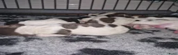 Sprocker dogs for sale: Chunky Sprocker Spaniel Puppies! in Ayr - Advert 5