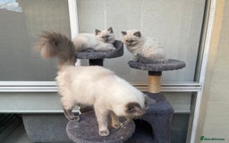 Ragdoll cats for sale: Easy Purebred Rag doll Kitten for Sale - Image 6