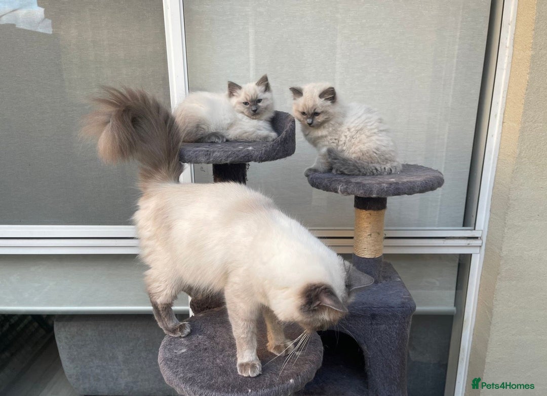 Ragdoll cats for sale: Easy Purebred Rag doll Kitten for Sale - Image 6